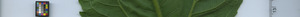 leafstrip