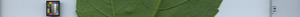 leafstrip