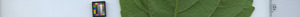leafstrip