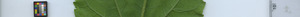 leafstrip