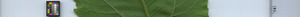 leafstrip