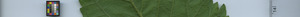 leafstrip