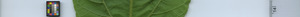 leafstrip