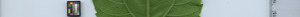 leafstrip