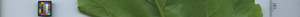 leafstrip