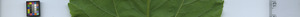 leafstrip