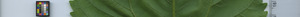 leafstrip
