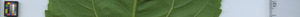 leafstrip