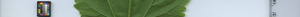 leafstrip