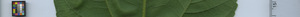 leafstrip