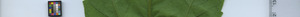 leafstrip