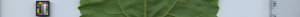leafstrip