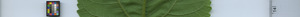 leafstrip