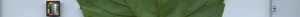 leafstrip