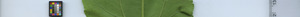 leafstrip