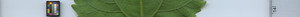 leafstrip