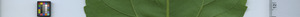 leafstrip