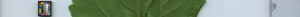 leafstrip