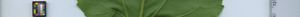 leafstrip