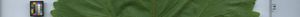 leafstrip