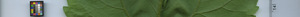 leafstrip