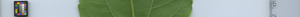 leafstrip