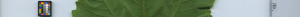 leafstrip