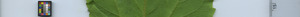 leafstrip
