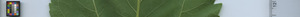 leafstrip