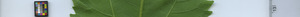 leafstrip