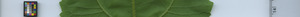 leafstrip