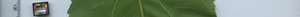 leafstrip