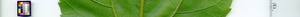 leafstrip