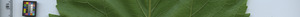 leafstrip