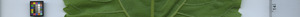 leafstrip