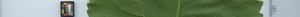 leafstrip