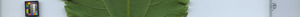 leafstrip