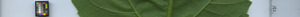 leafstrip