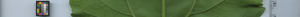 leafstrip