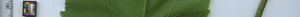 leafstrip