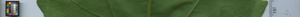 leafstrip