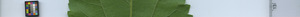 leafstrip