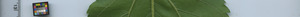 leafstrip