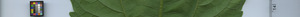 leafstrip
