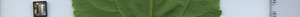 leafstrip
