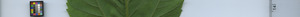 leafstrip