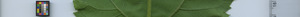 leafstrip