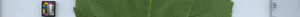 leafstrip