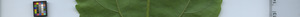 leafstrip