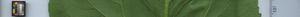 leafstrip